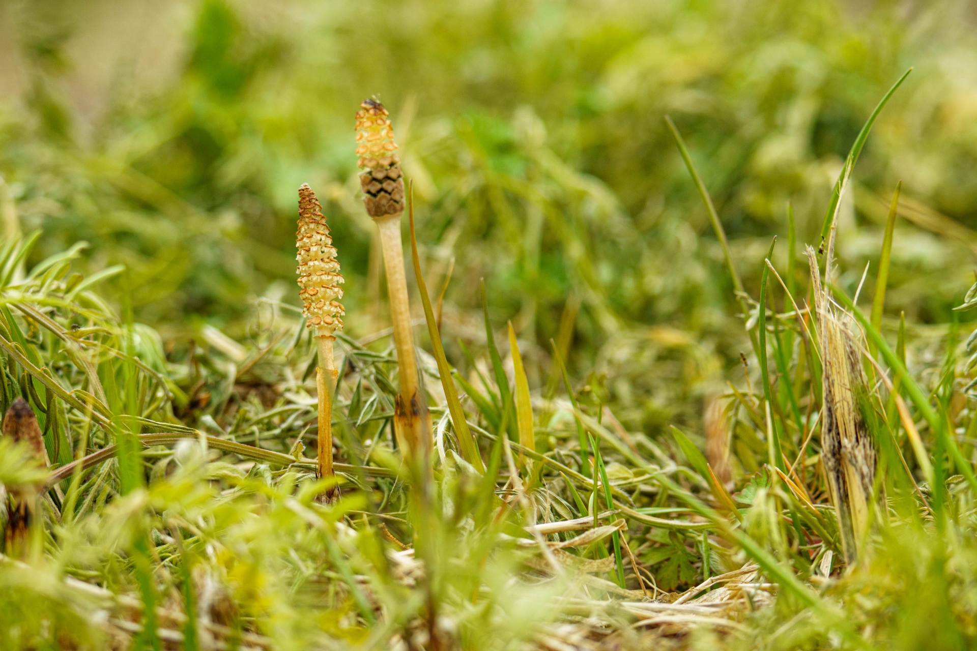 喘息とCOPDは障害ですか?