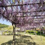 中薬をアドオンすると関節リウマチ患者の冠動脈疾患リスクはどうなりますか