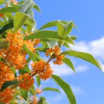 台湾の小児における伝統中国医学の処方パターン：人口ベースのコホート研究